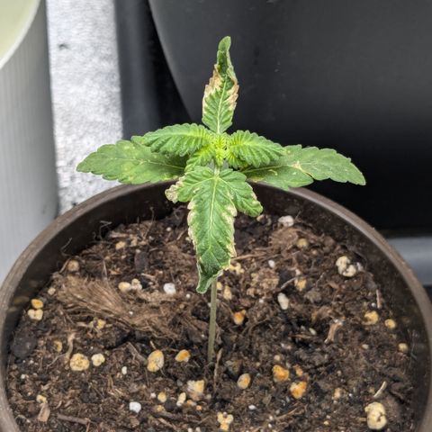 #52 Purple Haze growlog timeline photo