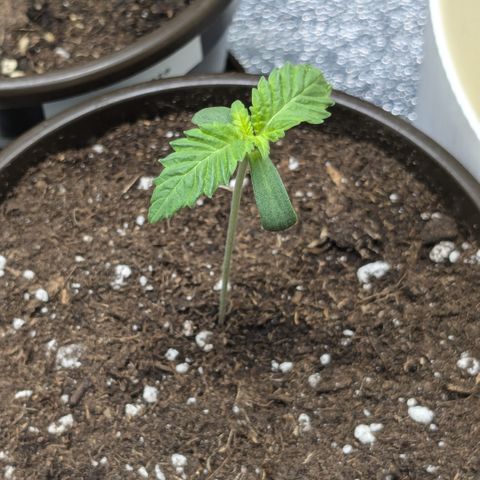 #54 Purple Haze growlog timeline photo