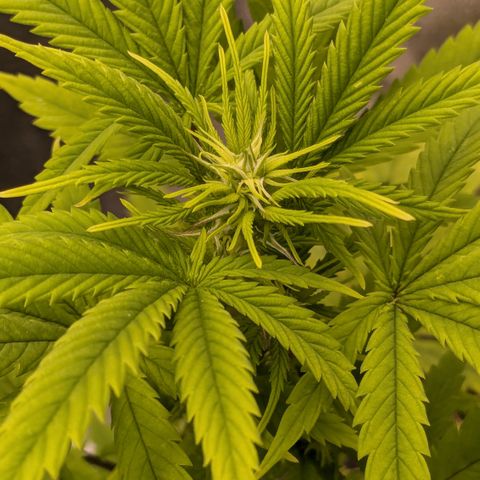 #48 AK47 growlog timeline photo