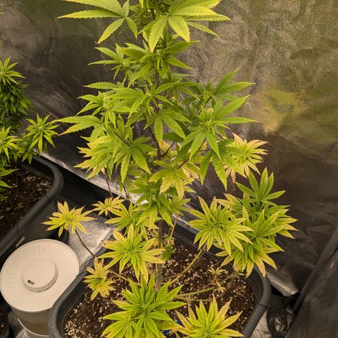 #48 AK47 growlog timeline photo