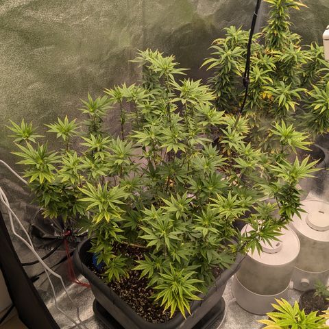 #49 AK47 growlog timeline photo