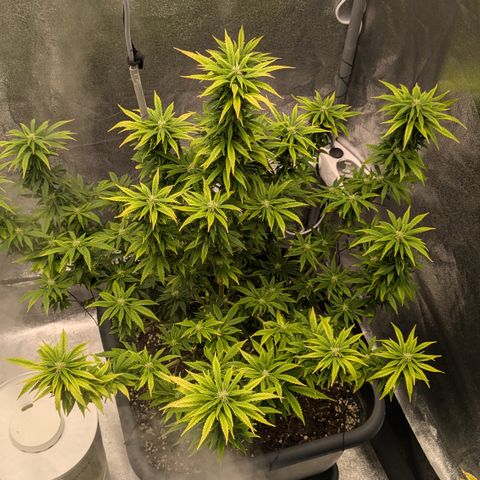 #51 AK47 growlog timeline photo