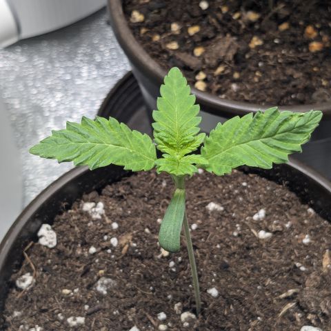 #55 Purple Haze growlog timeline photo