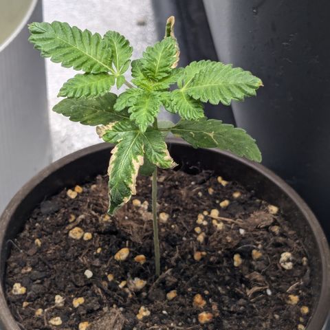 #52 Purple Haze growlog timeline photo