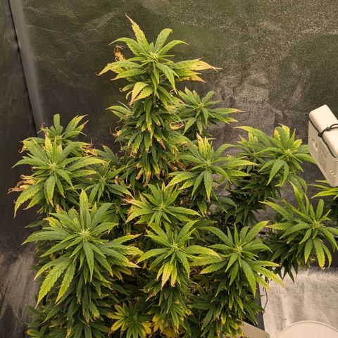 #50 AK47 growlog timeline photo