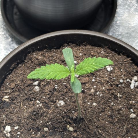 #54 Purple Haze growlog timeline photo