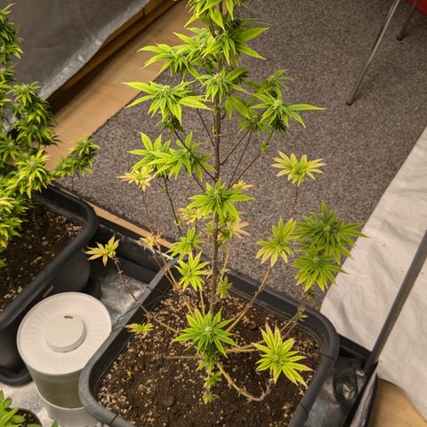 #48 AK47 growlog timeline photo