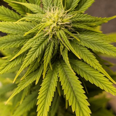 #48 AK47 growlog timeline photo