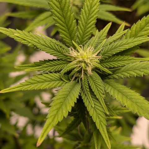 #49 AK47 growlog timeline photo