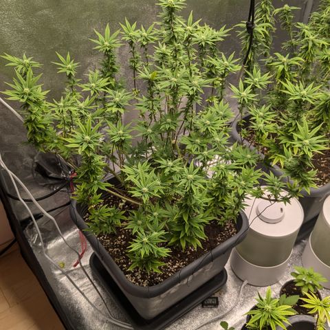 #49 AK47 growlog timeline photo