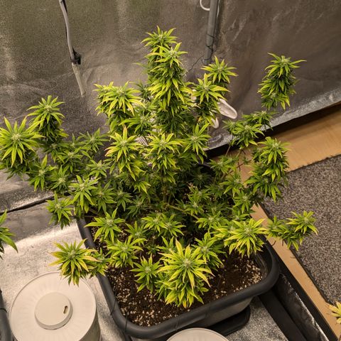 #50 AK47 growlog timeline photo