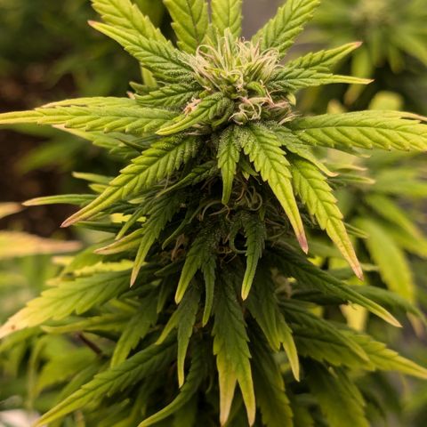 #50 AK47 growlog timeline photo