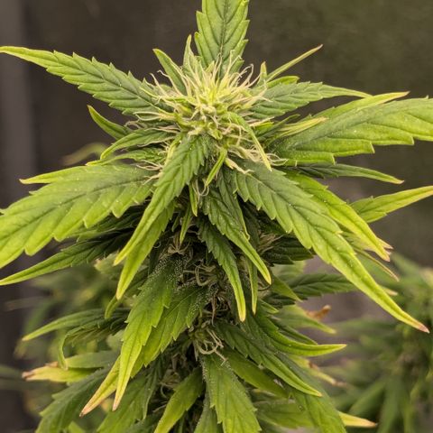 #51 AK47 growlog timeline photo