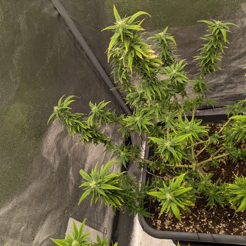 #51 AK47 growlog timeline photo