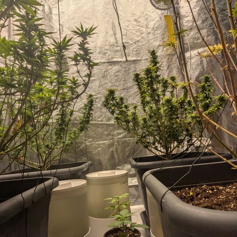 #48 AK47 growlog timeline photo