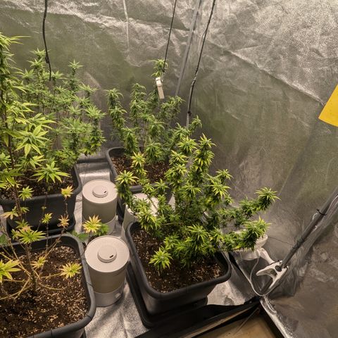 #48 AK47 growlog timeline photo