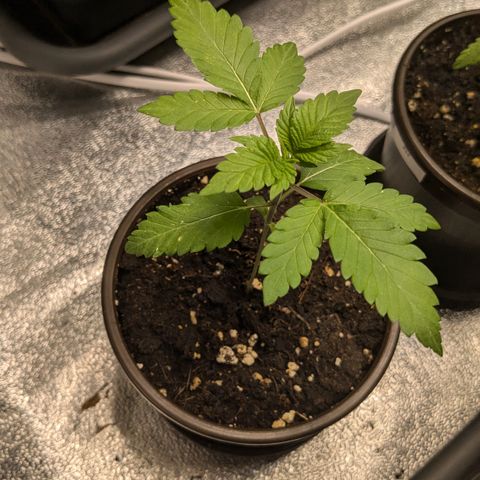 #56 Purple Haze growlog timeline photo