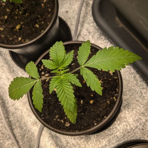 #54 Purple Haze growlog timeline photo