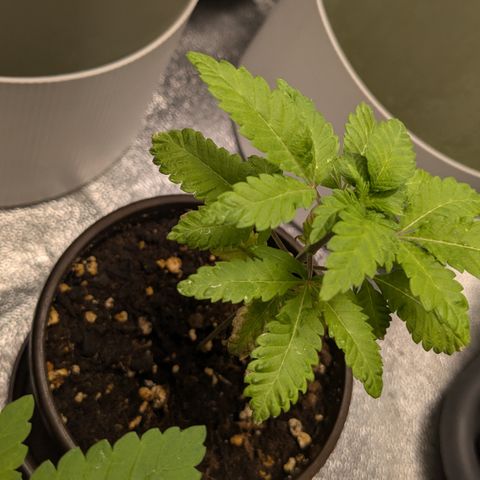 #52 Purple Haze growlog timeline photo