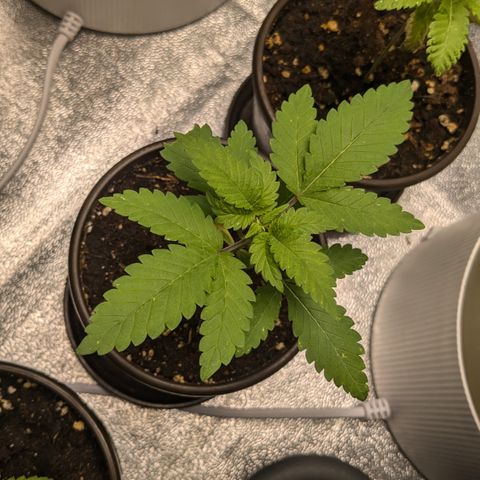 #55 Purple Haze growlog timeline photo