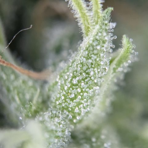 #31.3 White Widow growlog timeline photo