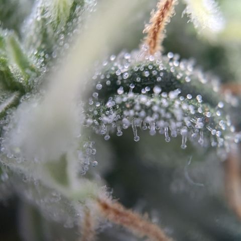 #31.3 White Widow growlog timeline photo