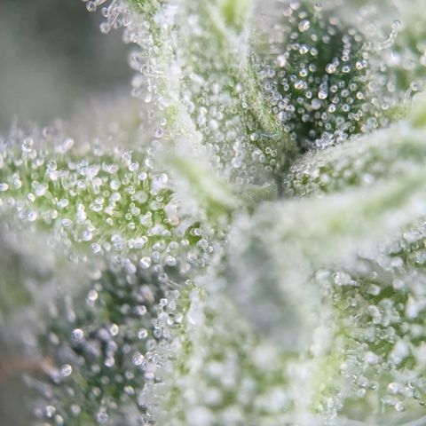 #31.3 White Widow growlog timeline photo