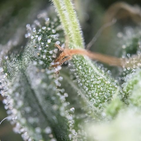 #31.3 White Widow growlog timeline photo