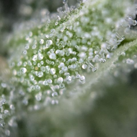 #31.3 White Widow growlog timeline photo
