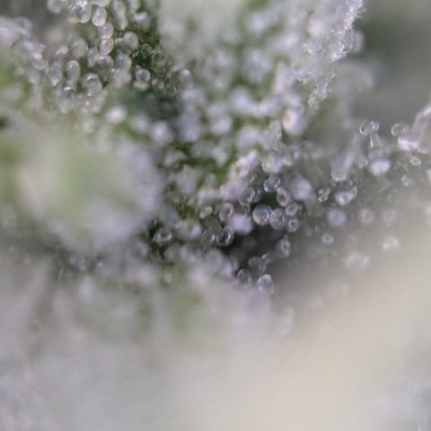 #31.3 White Widow growlog timeline photo