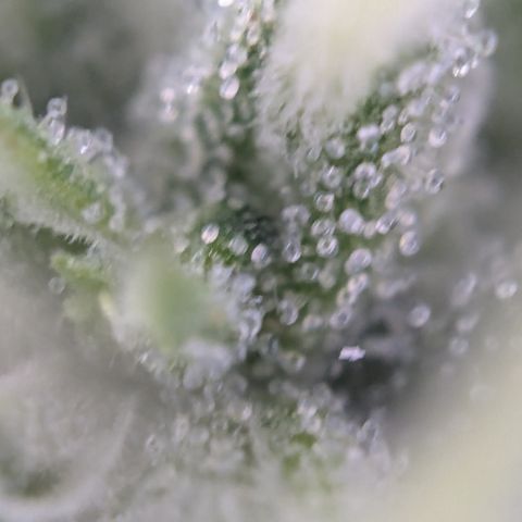 #31.3 White Widow growlog timeline photo