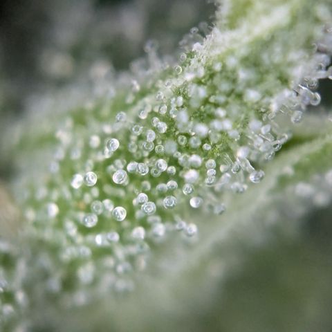 #31.3 White Widow growlog timeline photo