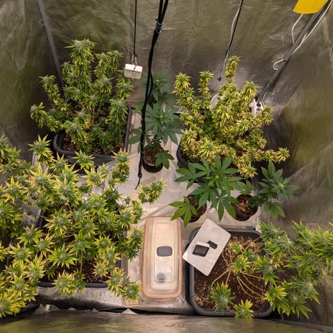 #48 AK47 growlog timeline photo