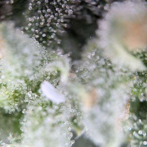 #31.3 White Widow growlog timeline photo