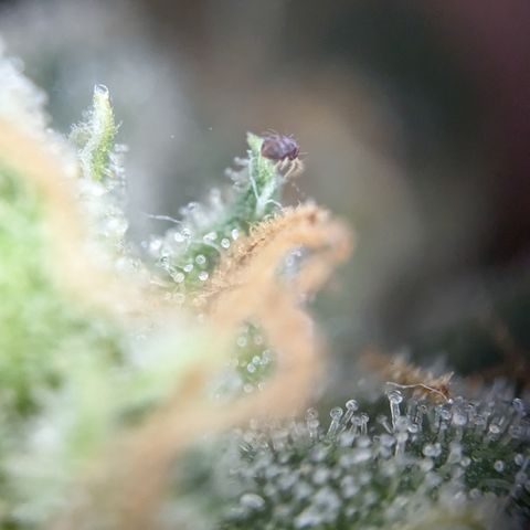 #31.3 White Widow growlog timeline photo