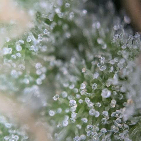 #31.3 White Widow growlog timeline photo