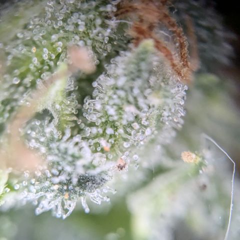 #31.3 White Widow growlog timeline photo