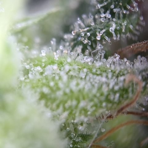 #31.3 White Widow growlog timeline photo