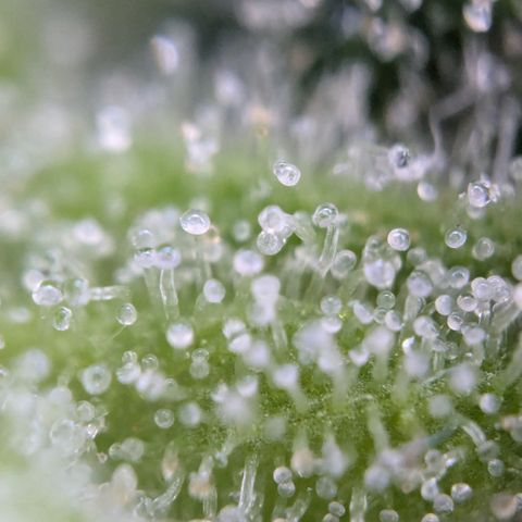 #31.3 White Widow growlog timeline photo