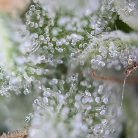#31.3 White Widow growlog timeline photo