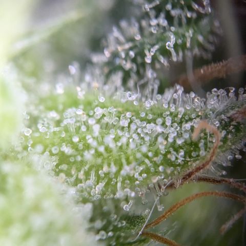 #31.3 White Widow growlog timeline photo