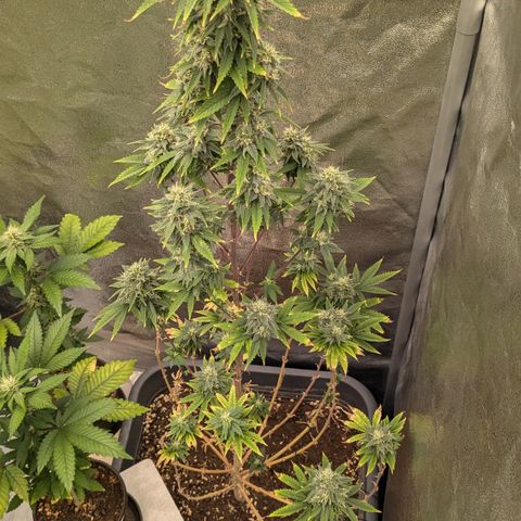 #48 AK47 growlog timeline photo