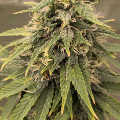 #48 AK47 growlog timeline photo