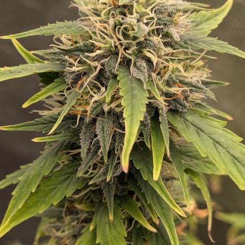 #50 AK47 growlog timeline photo