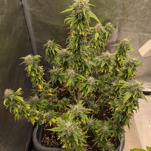 #50 AK47 growlog timeline photo