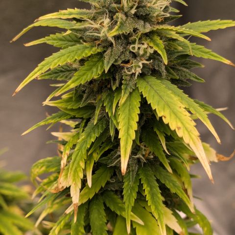 #51 AK47 growlog timeline photo