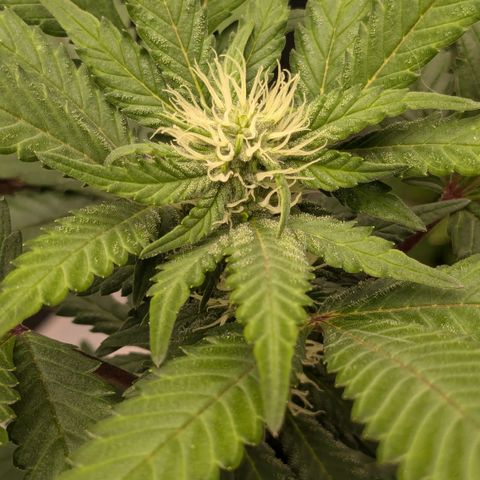 #55 Purple Haze growlog timeline photo