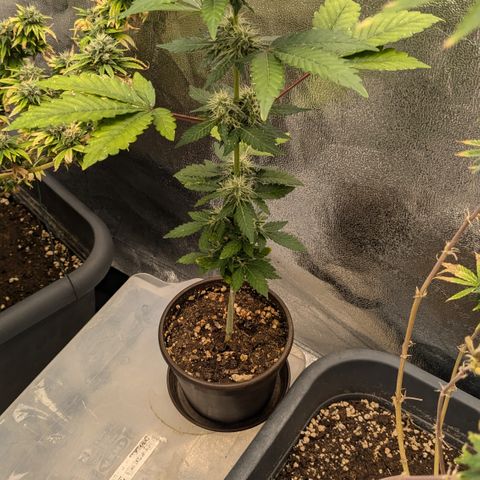 #52 Purple Haze growlog timeline photo