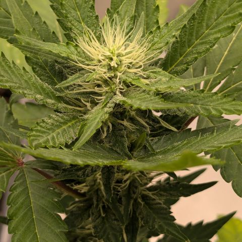 #56 Purple Haze growlog timeline photo