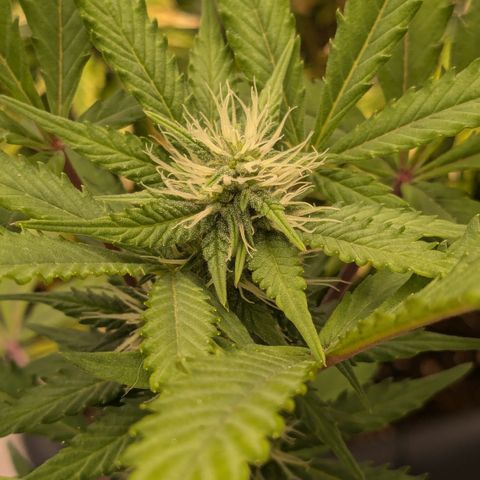#54 Purple Haze growlog timeline photo